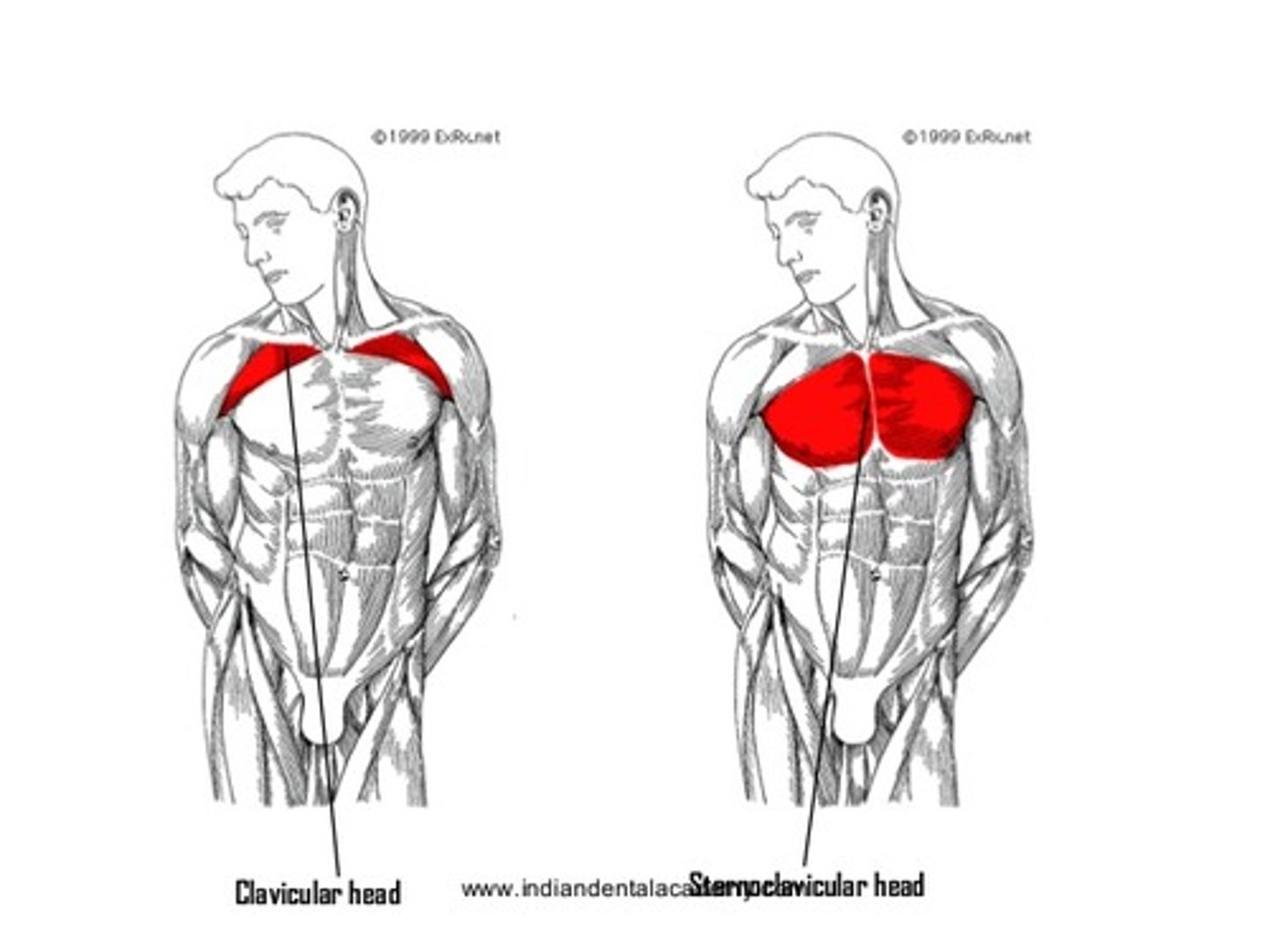 <p>Muscle name: Pectoralis major</p><p>Action: flexes the humerus </p><p>Origin: Clavicular head</p><p>Insertion: intertubercular groove of the humerus</p>