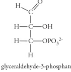 <ul><li><p>End product of the Calvin Cycle</p></li><li><p>Energy-rich, 3-carbon sugar</p></li><li><p>Exits chloroplast into cell’s cytoplasm and is an important intermediate to other molecules</p></li><li><p>2 G3Ps = 6-carbon glucose molecule, 6x cycle = 1 glucose molecule</p></li></ul><p></p>