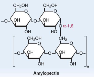 <ul><li><p><span style="color: rgb(255, 255, 255);"><span>linear glucose chains joined by α(1→4)-linkages.</span></span></p></li><li><p><span style="color: rgb(255, 255, 255);"><span>α(1→6)-linkages at branch points once every 30</span></span><span style="color: rgb(255, 255, 255);"><br></span><span style="color: rgb(255, 255, 255);"><span>glucose units</span></span></p></li></ul><p></p>
