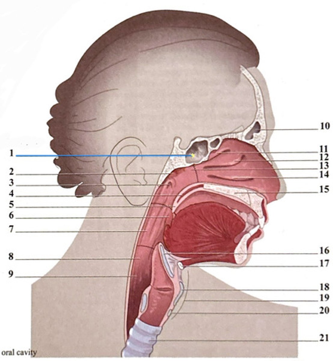 knowt flashcard image