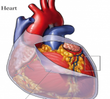 <p>What is the Pericardium? </p>