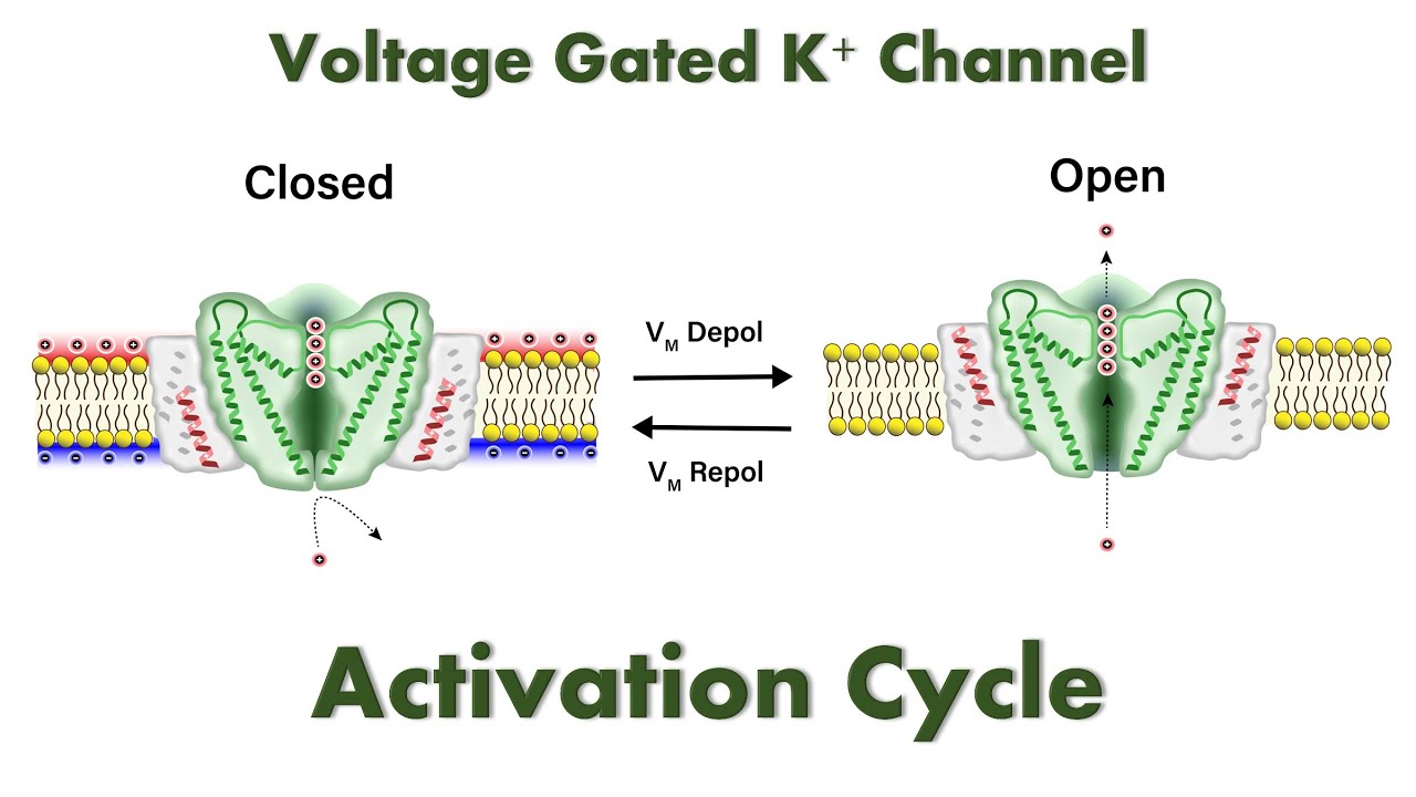 <p>Voltage-gated K+ channels </p>