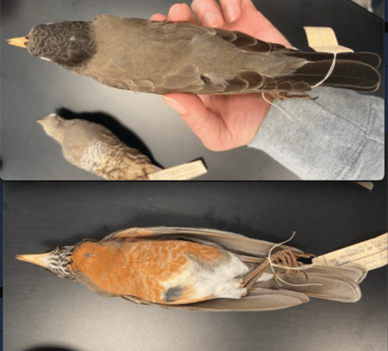 <p>CALL</p><p></p><p>DIET</p><p>- mainly carnivorous</p><p>---------------------------</p><p>BEAK</p><p>- black (young) =&gt; Yellow with black tip (adult)</p><p>---------------------------</p><p>FOOT MORPHOLOGY</p><p>- Anisodactyl</p>