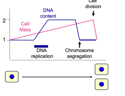 <p>Growth phases are in between the S and the M to prevent the clashes and make sure the growth is a continuous process</p>