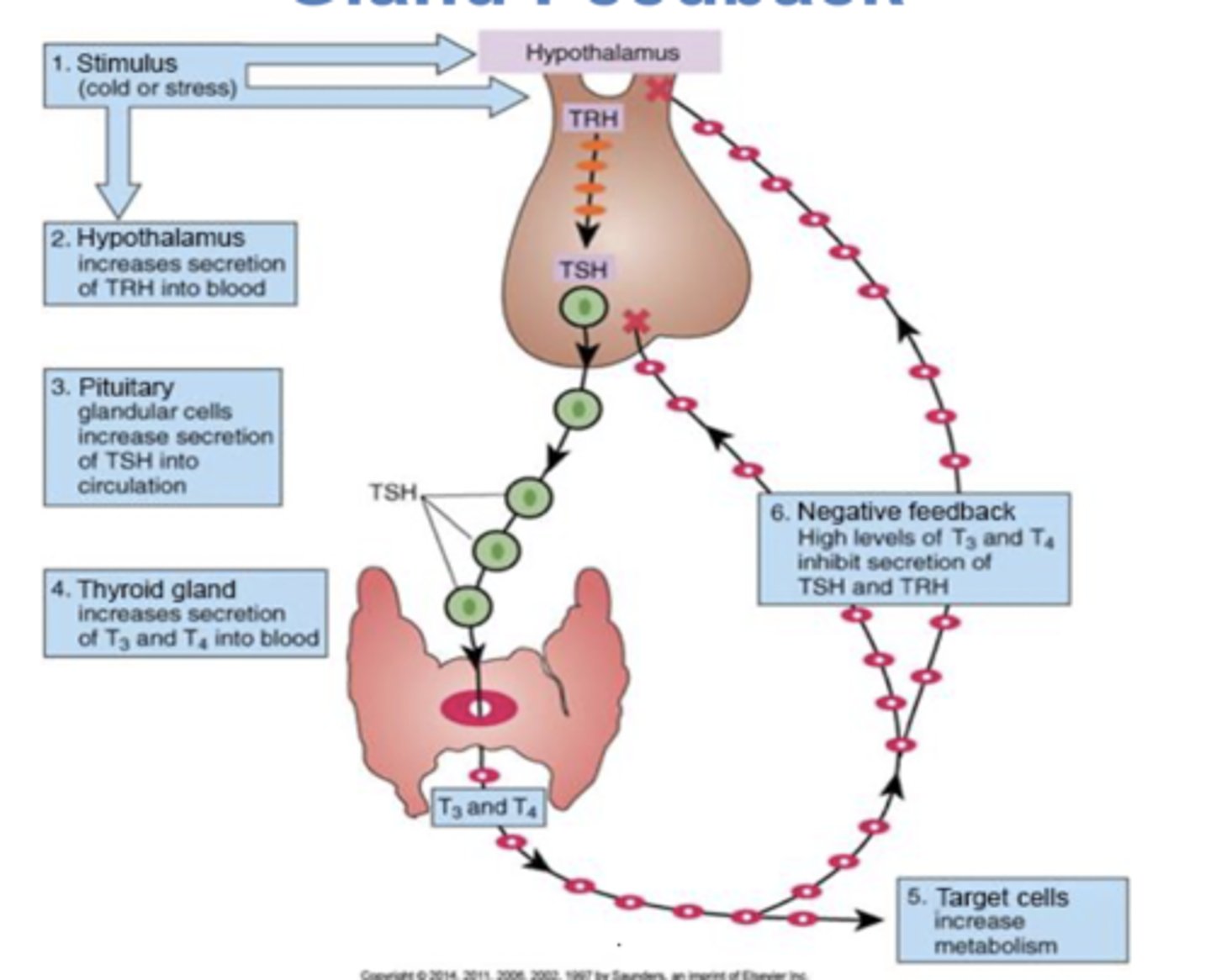 <p>a stimulus such as cold or stress will cause the hypothalamus to increase secretion of TRH in to the blood. pituitary glandular cells will increase secretion of TSH into circulation, causing the thyroid gland to increase T3 and T4 into the blood. target cells will see this and increase metabolism. the negative feedback loops occurs in response to high levels of T3 and T4, inhibiting secretion of TSH and TRH. </p>