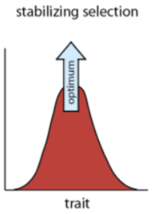 <p>median phenotype has greatest advantage</p><p></p>