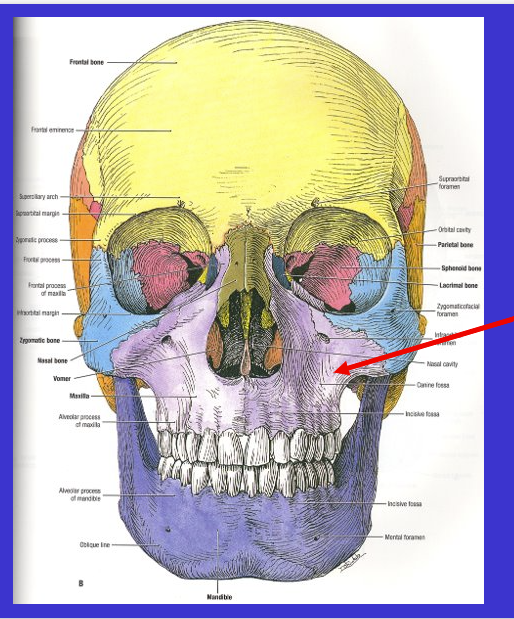 <p>what is the arrow?</p>