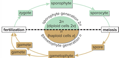 <p>zygotes and produce sporocytes</p>