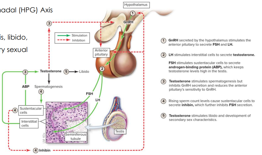 <p>Testicular HPG Axis</p>