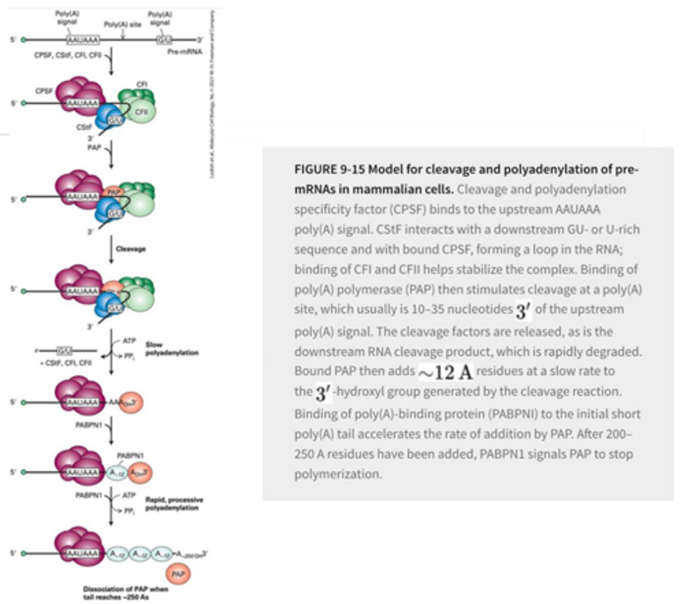 <p>CPSF and CStF binding at their respective Poly-A signal sites and form a bend in the RNA >> CFI/II stabilize the CPSF-CStF interaction and RNA bending >> PAP binding >> PAP cleavage of RNA >> Cleavage product is rapidly degraded and PAP slowly starts to add A residues >> PABP binds to accelerate the A additions until 200-250 are added >> PABP signals PAP to stop</p>