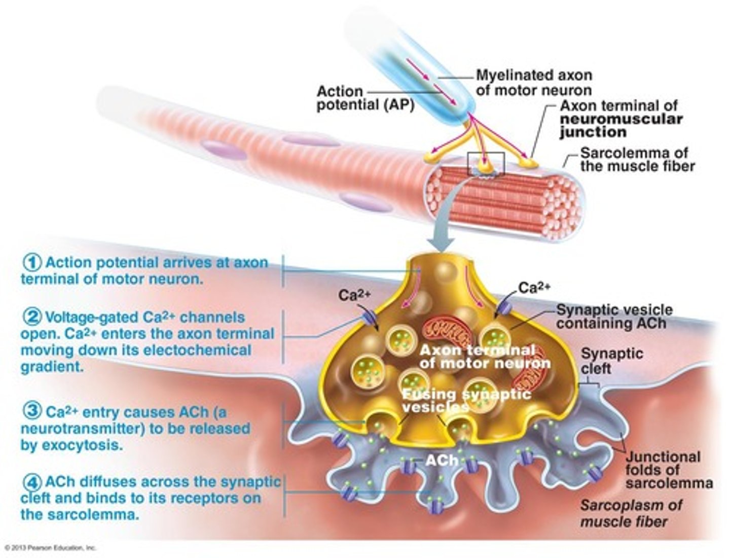<p>The motor end plate where a branched axon system connects to a single muscle fiber.</p>