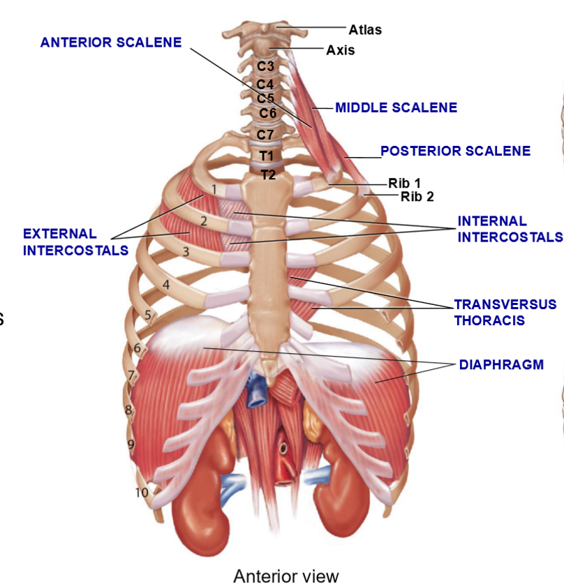<p>4 Muscle Groups Associated with Rib Cage</p>