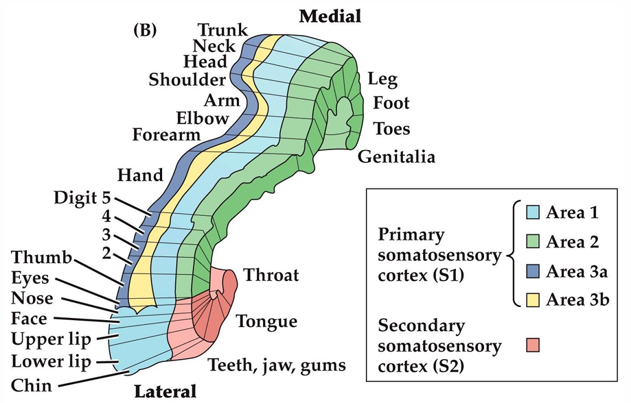 <p>All four regions have a complete map of the body circuit (four separate maps of the same thing) </p>