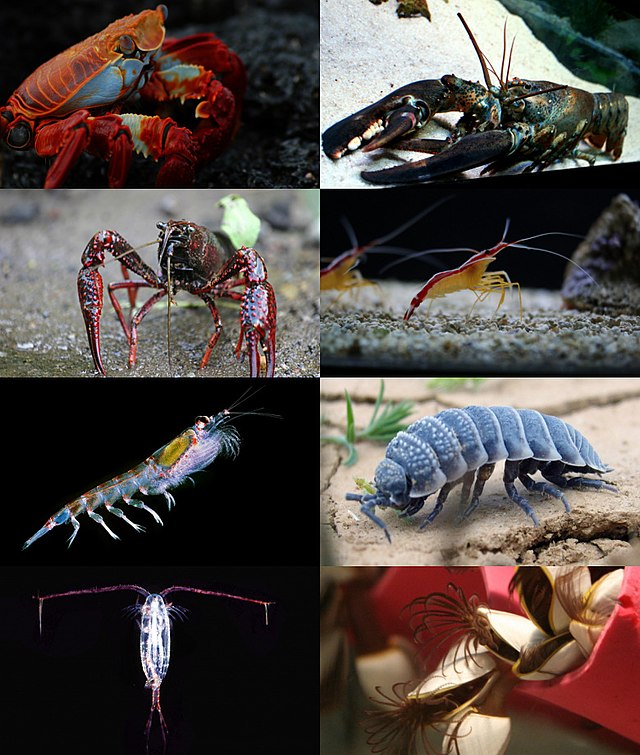 <p>The subphylum in arthropoda that includes lobsters, crabs, crayfish, etc.</p>