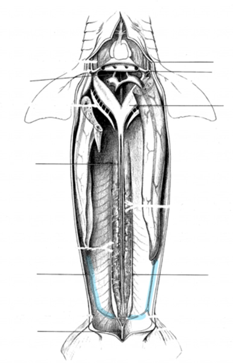 <p>where does the lateral abdominal vein drain into?</p>