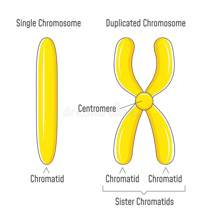 <p>Question 17: What is box 'D' connected to?</p><p>a. Sister chromatids✓</p><p>b. Centromere</p><p>c. Homologous chromosome</p><p>d. Unduplicated chromosome</p>
