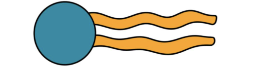 <p><span><span>molecule with a hydrophilic head and hydrophobic tail</span></span></p>