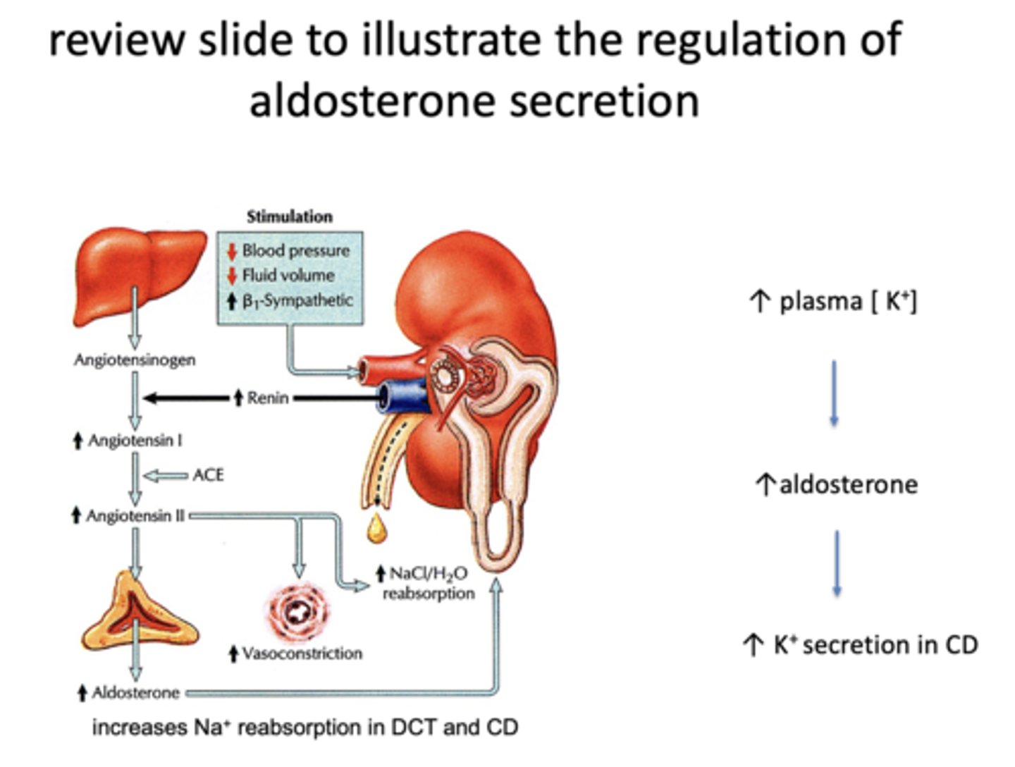 <p>aldosterone</p>