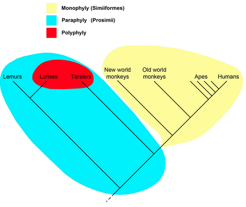 Describes grouping that include some, but not all, the descendants of a common ancestor

does not represent the phylogeny of organisms