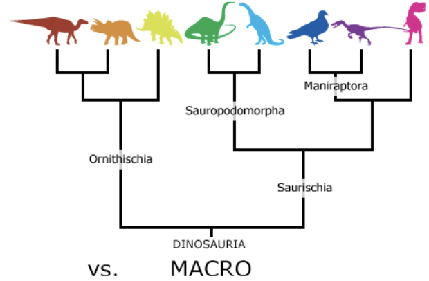 <ul><li><p><span style="color: rgb(255, 255, 255);"><span>refers to broad patterns of evolutionary change above the species level</span></span></p></li></ul><p></p>