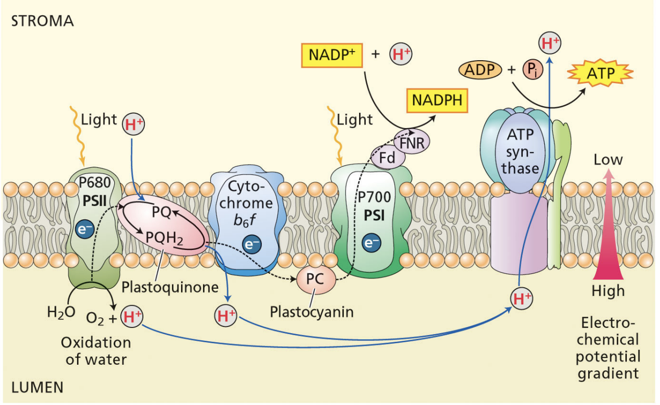 <ol><li><p>light oxidizes P680</p></li><li><p>P680 is reduced by the electrons from splitting H2O, protons from water are left in lumen</p></li><li><p>Reduced P680 passes electrons to a pheophytin (chlorophyll)</p></li><li><p>Pheophytin passes electrons to plastoquinones QA and QB</p></li><li><p>QB is reduced by 2 electrons and 2 protons → protons are taken from the stroma</p></li><li><p>Cytochrome b6f takes electrons from QB, the protons from QB are pumped into the lumen</p></li></ol><ul><li><p>4 H+ pumped in for each 2 electrons that go through cyt b6f</p></li></ul><ol start="7"><li><p>cytochrome b6f passes electrons to plastocyanin (final electron acceptor of PSII</p></li></ol><p></p>