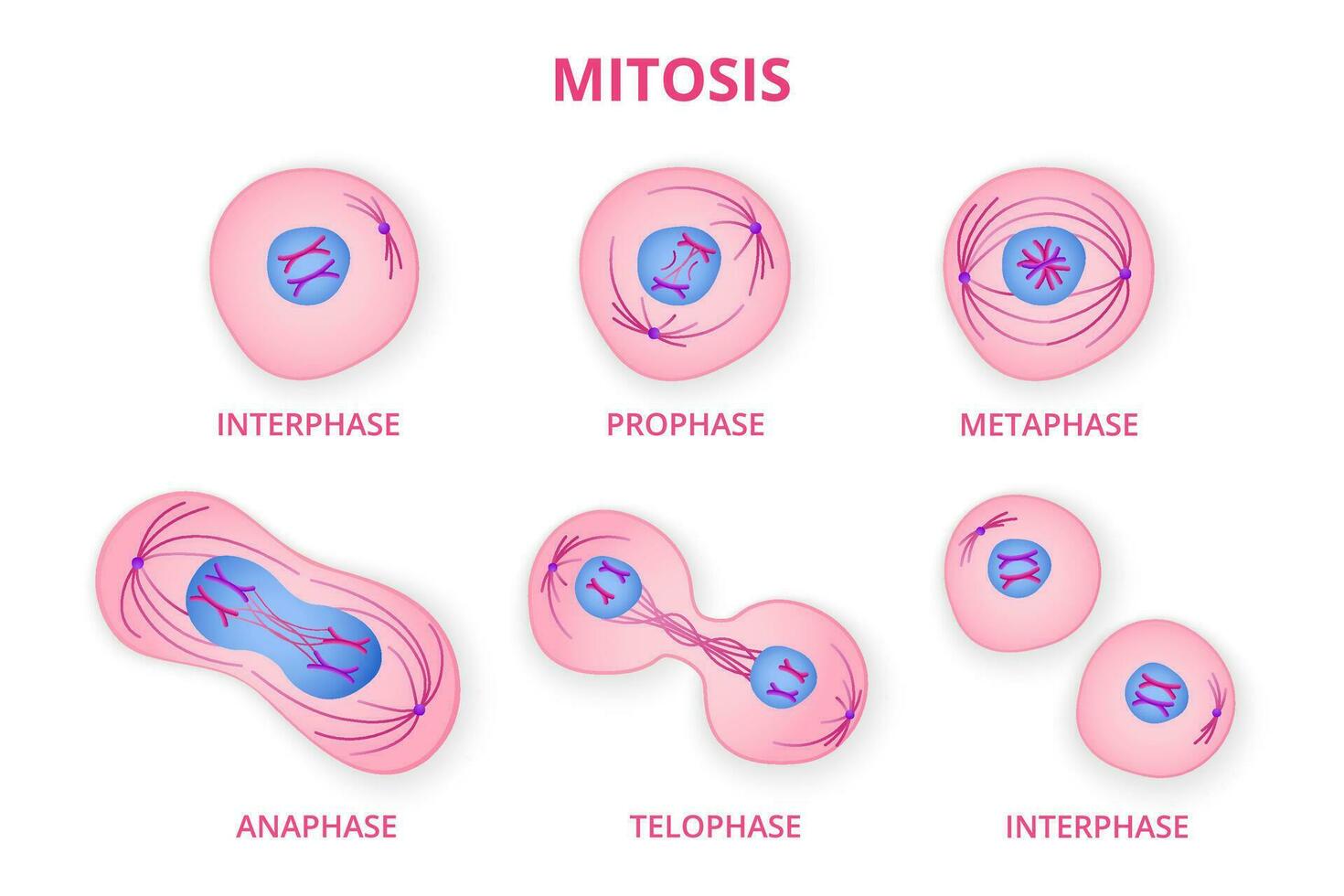 <p>Known as the stages of <strong>mitosis</strong>, a type of cell division in eukaryotic cells. Mitosis is the process by which a single eukaryotic cell divides to produce two genetically identical daughter cells. The acronym <strong>IPMAT</strong> stands for the five main stages of mitosis:</p>