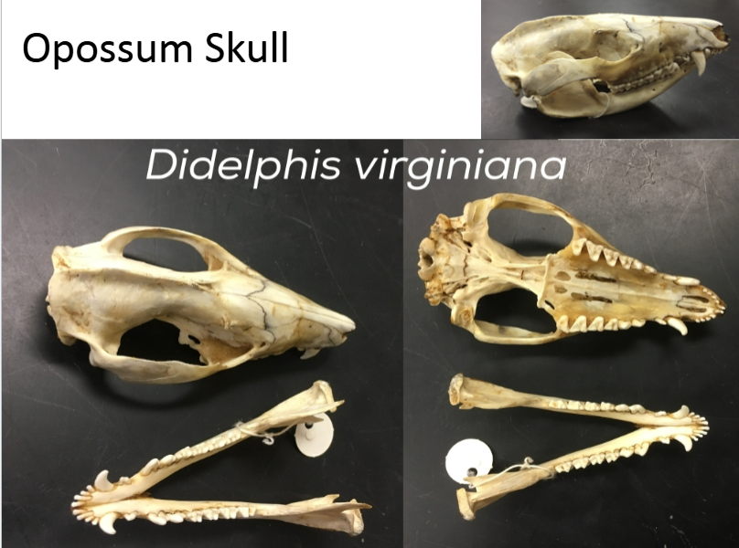 <p>Virginia Opossum skull. </p><p>Skull has high sagittal crest and large slits in palate. </p>