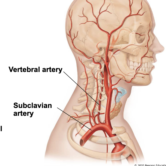<ul><li><p>branch from subclavian arteries</p></li><li><p>travel superiorly in transverse foramina in cervical vertebrae</p></li><li><p>enter cranium through foramen magnum</p></li><li><p>left and right arteries join to form <u>basilar artery</u></p></li></ul><p></p>