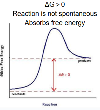 <p>reactions that absord energy (ex. photosynthesis</p><p>delta G is greater than 0</p><p>not spontaneous (decrease entropy; require energy)</p>