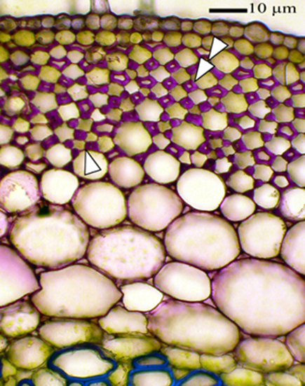 Collenchyma