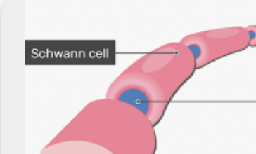 <p>Schwann cells</p>