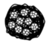 <p>ascocarpo sexual</p>
