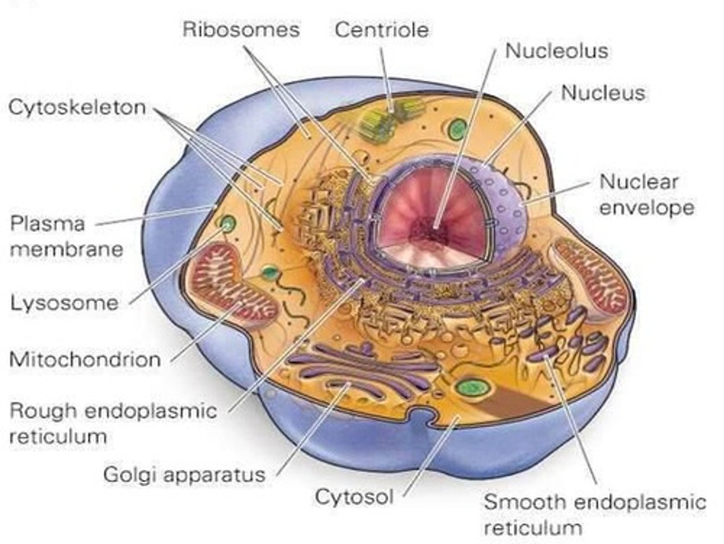 <p>Includes cytosol and organelles.</p>