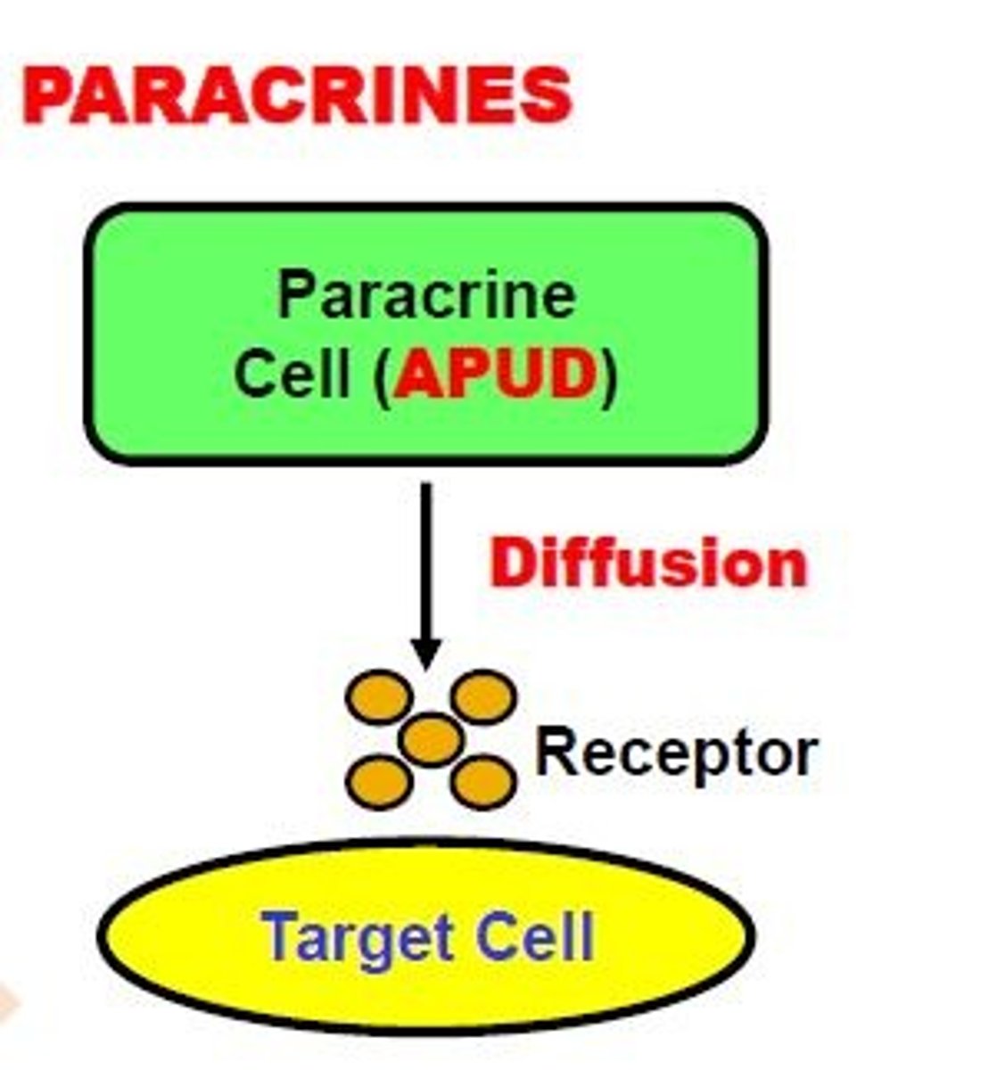 <p>-Released from APUD Cells<br>-Do NOT enter the circulation<br>-Delivered by <strong>DIFFUSION</strong> to closely neighboring Target Cells<br>ex. <strong>histamine</strong></p>
