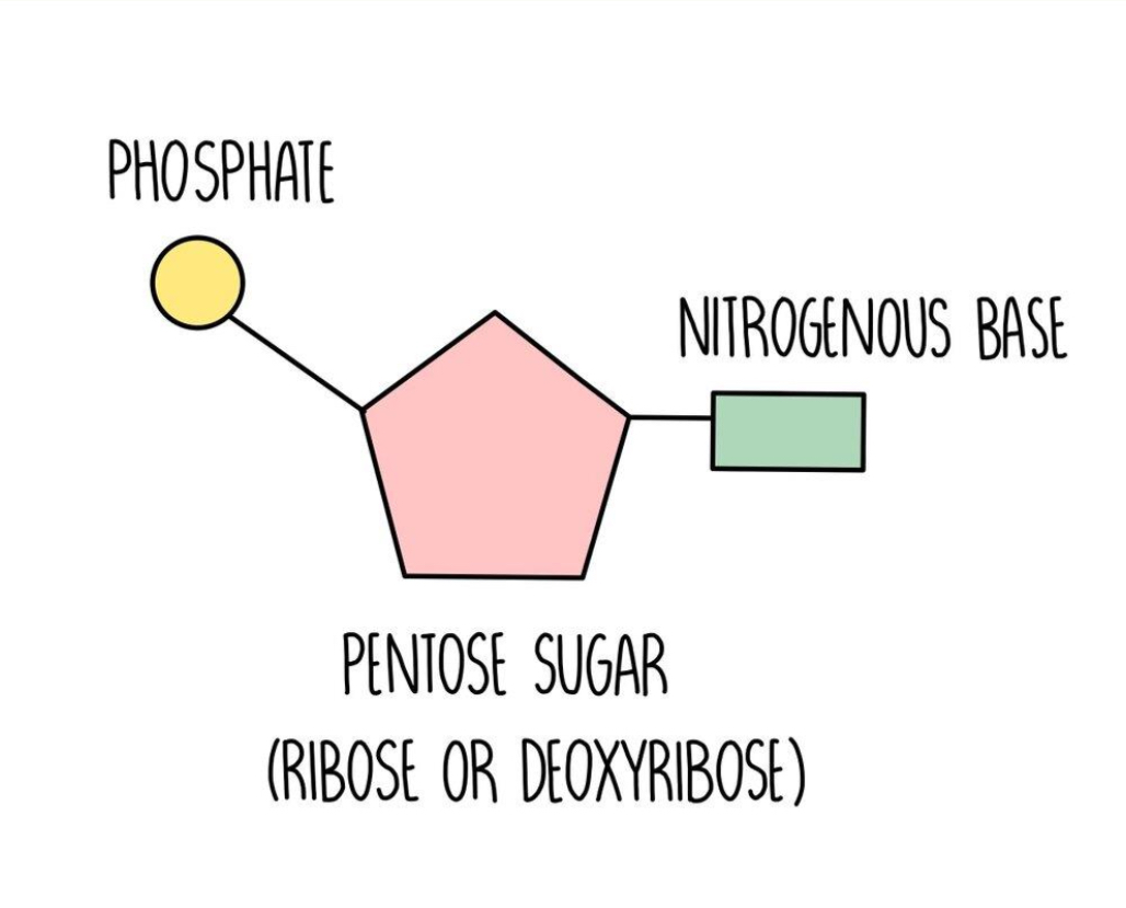 <p>monomer of nucleic acids (DNA and RNA). it contains a pentose sugar, a phosphate group and a nitrogenous base</p>