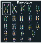 <p>Ordered display of chromosome from cell</p>