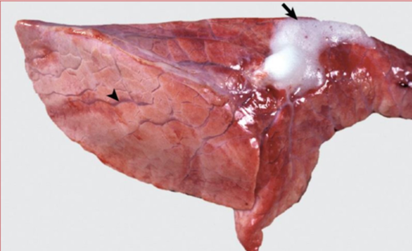 <p>What is this specifically?</p>