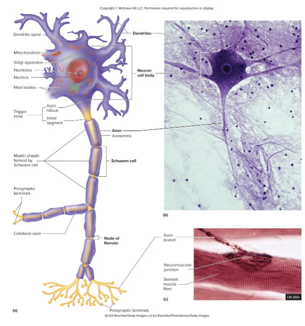<ul><li><p><strong>Cell body (soma)</strong></p><ul><li><p>nissl bodies</p></li></ul></li><li><p><strong>Dendrites</strong></p><ul><li><p>dendritic spines</p></li></ul></li><li><p><strong>Axons</strong></p><ul><li><p>axoplasm</p></li><li><p>axolemma</p></li><li><p>axon hillock</p></li><li><p>initial segment</p></li><li><p>trigger zone</p></li><li><p>presynaptic terminal</p></li></ul></li></ul><p></p>