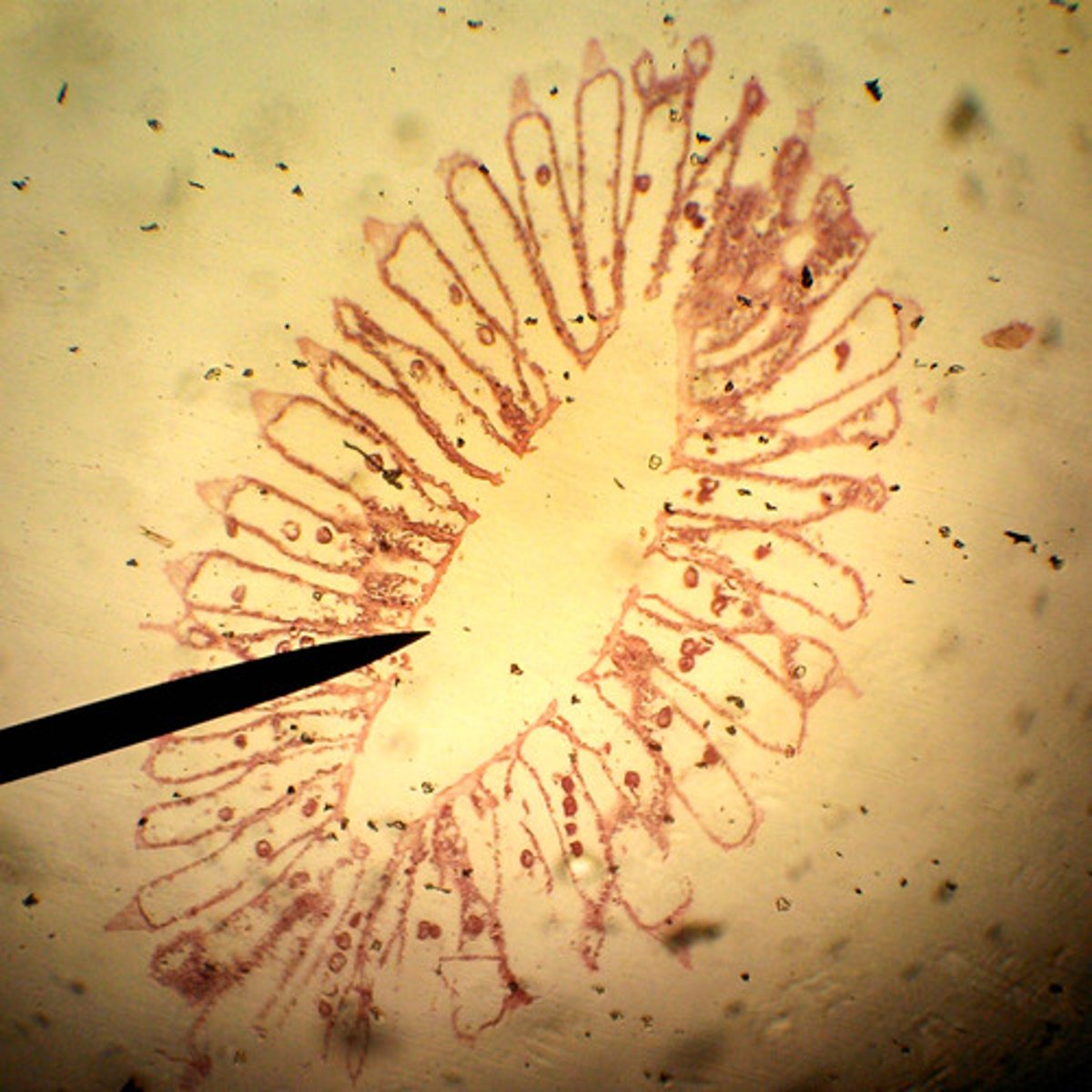 <p>Class of sponges</p><p>- spicules made from calcium carbonate</p><p>- spicules can be straight lines or have 3 or 4 rays</p><p>- hard to the touch</p>