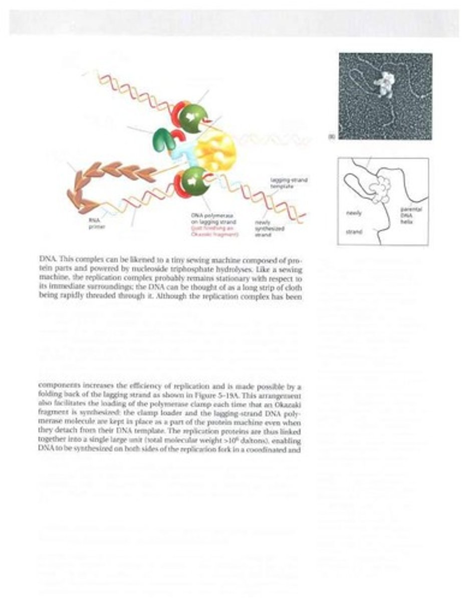 <p>Three-nucleotide sequence coding for an amino acid.</p>
