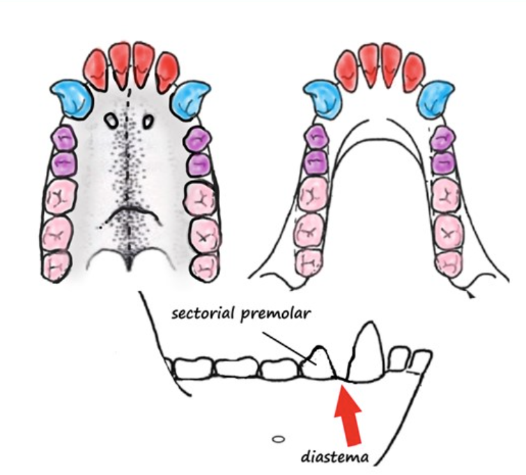 <p>Tooth Morphology/Diet</p>