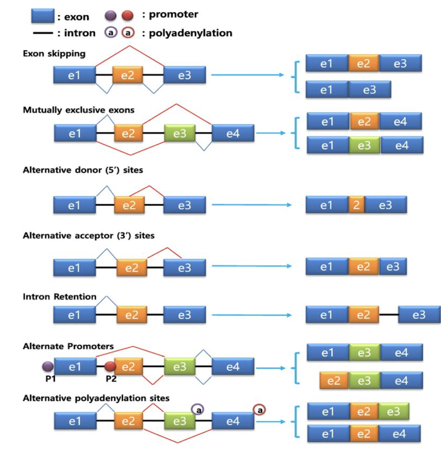 <ul><li><p><strong>Exon skipping</strong></p></li><li><p><strong>Mutually exclusive exons</strong></p></li><li><p><strong>Intron retention</strong> - rarer</p></li><li><p><strong>Alternative 5' or 3' splice site selection </strong></p></li><li><p><strong>Alternative polyA site</strong> </p></li></ul><p></p>