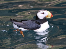 <p>What type of symmetry is this?</p>