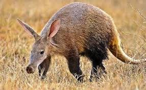 <p>Aardvark</p><ul><li><p><span style="background-color: transparent;"><span>adaptations for eating ants; long nose, long sticky tongue, reduced dentition, big strong claws, hair tufts protect nose during digging, and acute smell.</span></span></p></li></ul><ul><li><p>family <span style="background-color: transparent;"><strong><span>Orycteropodidae</span></strong></span></p></li></ul><p></p>