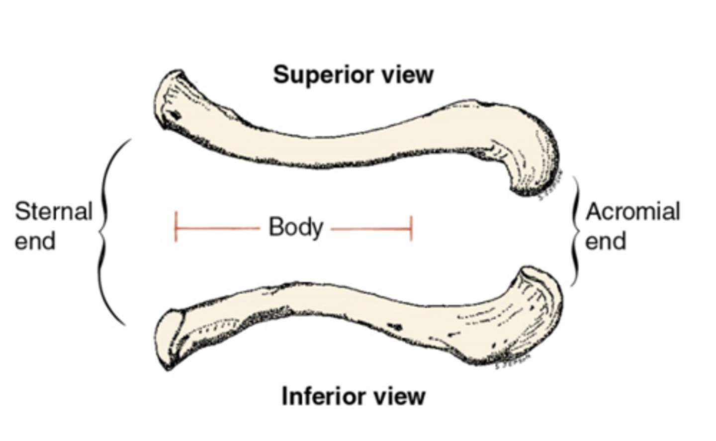 <p>sternal end, acromial end, body</p>