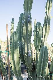 <p><em>Cereus</em></p>