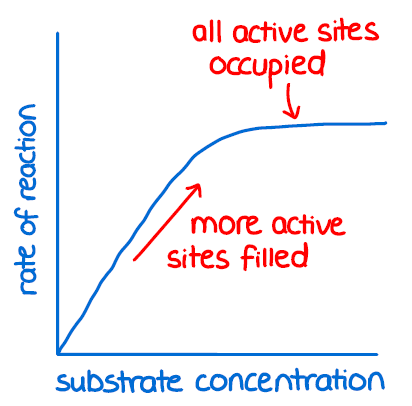 <p>Why does an Enzyme need the right Substrate Concentration? </p>