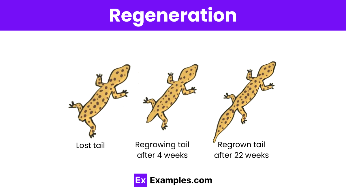 <p>- Type of asexual reproduction</p><p>- The restoration of a body part or an entire organism (through mitosis)</p><p>- Seen in earthworms, lizards and starfish </p>