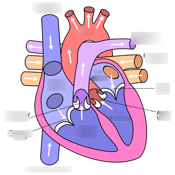 <p>Label the heart</p>