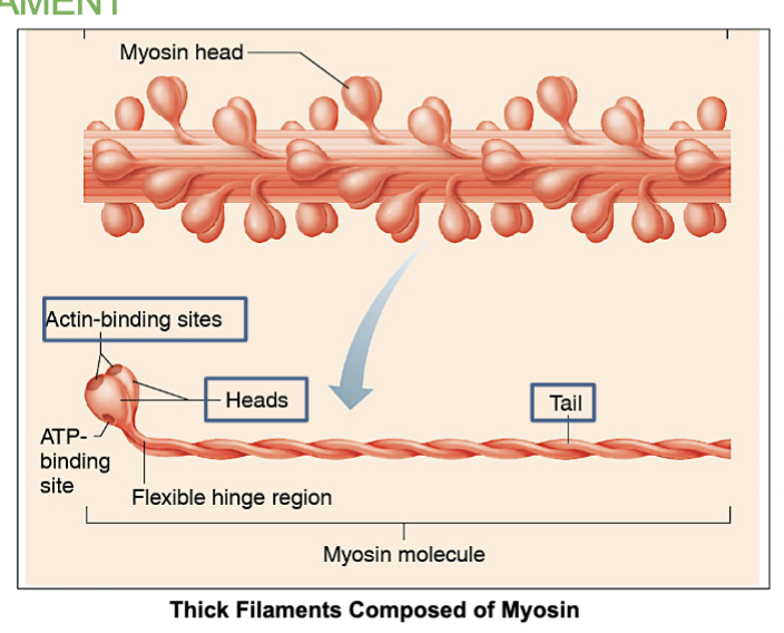 <p>A , Myosin</p>